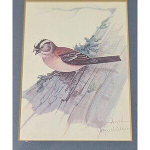 Vintage Framed Bird Print by John W. Allen with Wooden Frame & Blue Matting